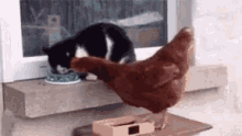 bad cat hen fight