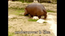 Undercoverpoop Annapog GIF - Undercoverpoop Undercover Annapog GIFs