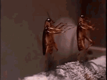 Hamam Böceği GIF - Hamam Bocegi GIFs