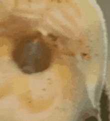 a close up of a donut with a hole in it .
