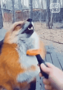 a fox is being brushed by a person and the year 1968 is on the bottom right
