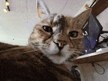 a close up of a cat 's face in front of a computer monitor