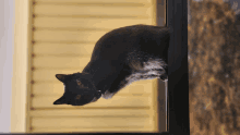Lewinthecat GIF - Lewinthecat GIFs