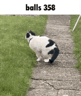 a black and white cat sitting on a sidewalk next to a grassy area with the words balls 358 above it
