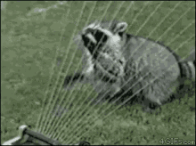 Racoon Sprinkler GIF - Racoon Sprinkler Harp GIFs