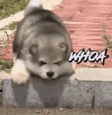 Chow Dog GIF - Chow Dog Funny Dog GIFs