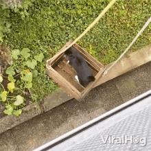 Going Down Viralhog GIF - Going Down Viralhog Cat Elevator GIFs