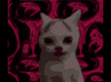 Giygas Cat GIF - Giygas Cat Melon Cat GIFs