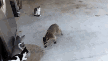 Raccoon Theft GIF - Raccoon Theft GIFs