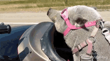 Viralhog Pig GIF - Viralhog Pig Lets Ride GIFs