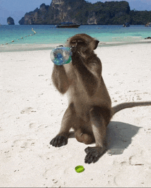 a monkey is drinking water from a plastic bottle on the beach