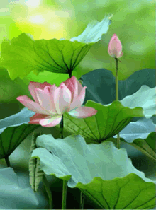 लोटस , कमल फूल , Lotus, Flower, Beautifulflower GIF - लोटस कमल फूल -  Discover & Share GIFs
