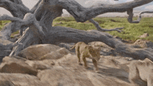 a tree with a lot of branches is surrounded by rocks and grass