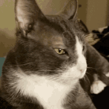 Funny Animals Cats GIF - Funny Animals Cats Rap GIFs
