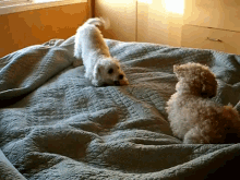 Just Ignore Him, He'Ll Go Away GIF - Animals Funny Dog GIFs