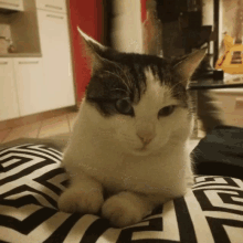 Micio Cat GIF - Micio Cat GIFs