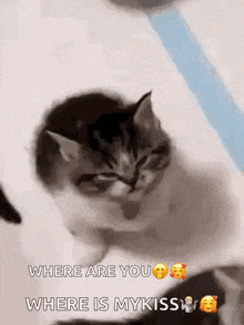 a kitten is looking at the camera with the words `` where are you where is my kiss '' written on it .