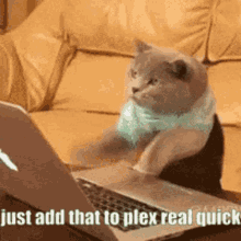 Cat Plex GIF - Cat Plex GIFs