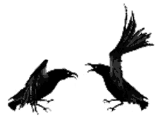 birds crows