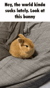 a small brown bunny sitting on a striped blanket