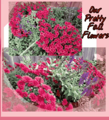 Our Pretty Fall Flowers GIF - Our Pretty Fall Flowers Fall Flowers Pretty GIFs