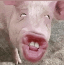 a close up of a pig 's face with its tongue hanging out .