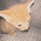 Cat Orange GIF - Cat Orange Small GIFs