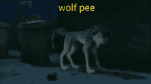 Wolf Try GIF - Wolf Try Pee GIFs