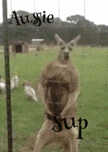 Aussie Kangaroo GIF - Aussie Kangaroo Sup GIFs