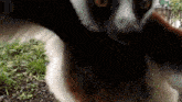 Sifaka Lemur GIF - Sifaka Lemur Proud Lemurian GIFs