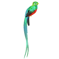 a colorful bird with a long tail is sitting on a white background