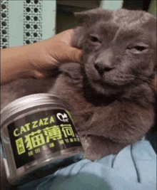 Zaza Cat GIF