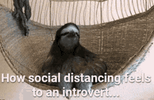 introvert sloth how social distancing feels like to an introvert smile