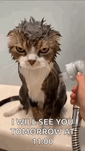 sad wet cat
