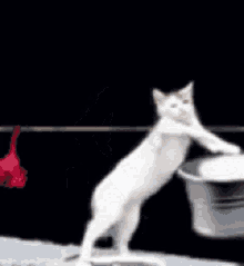 Cat Catlaun GIF - Cat Catlaun Wash GIFs
