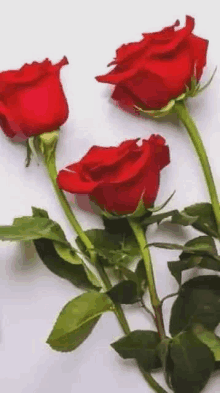 Roses Images GIF