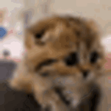 Kitten Cute Cat GIF - Kitten Cute Cat GIFs