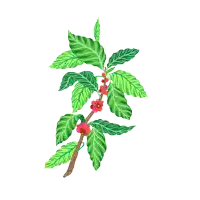 a drawing of a coffee tree with green leaves and red berries