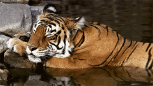 Sleepy GIF - Sleepy Tiger Dormi GIFs
