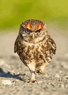 Little Owl Owl02 GIF