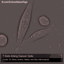 T Cell Cancer GIF - T Cell Cancer GIFs