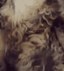 a close up of a dog 's face and fur .