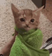 Kitten Cat GIF - Kitten Cat Screaming GIFs