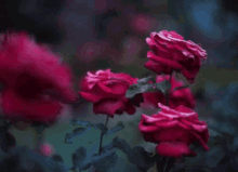 Rose Move GIF