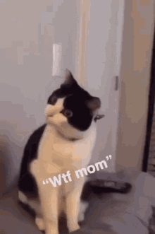wtf cat meme
