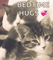 Amor Fraternal Cat GIF - Amor Fraternal Cat Gato GIFs
