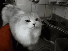 Cat Drinking GIF - Cat Drinking Fauce GIFs