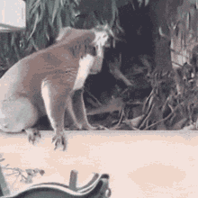 Tusareve Koala GIF - Tusareve Koala Jump GIFs