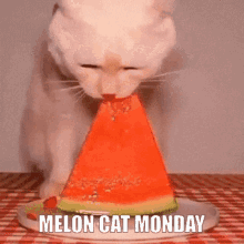 cat melon eat monday melon cat monday