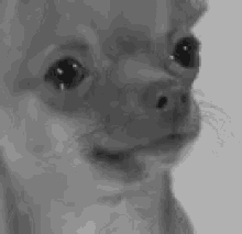 Dog Sad GIF - Dog Sad Teary Eyed GIFs